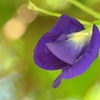 Butterfly Pea II 7-17-25