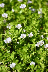 Herb-of-Grace 6-26-25