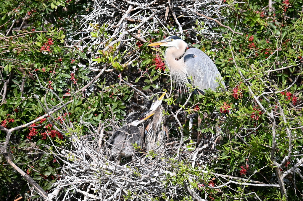 かいじゅうみたい　1-30-26