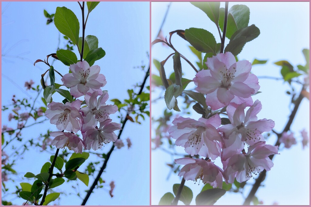 有栖川公園の八重紅枝垂　2024-4-14