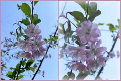 有栖川公園の八重紅枝垂　2024-4-14
