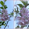 有栖川公園の八重紅枝垂　2024-4-14