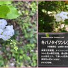 黄葉台湾連翹　2024-4-21