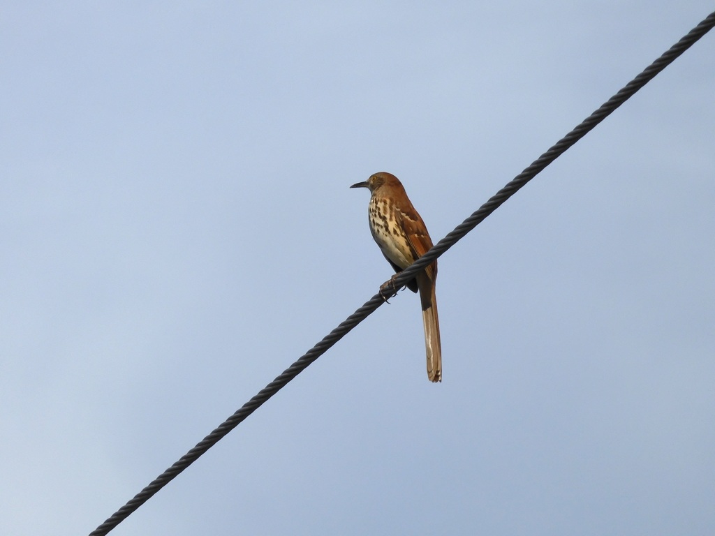 Brown Thrasher III 9-28-23