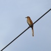 Brown Thrasher III 9-28-23