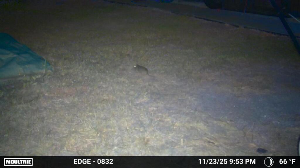 ちびオポッサム　11-23-25