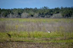 Great Egret in the Field 1-2-23