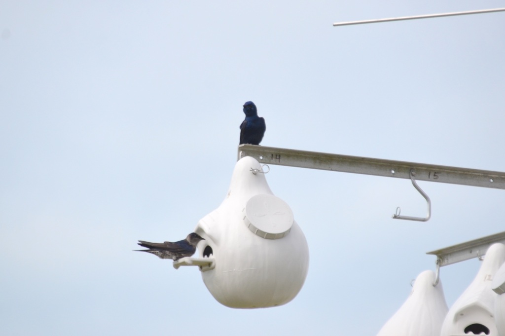 Purple Martins 1-24-23