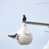 Purple Martins 1-24-23