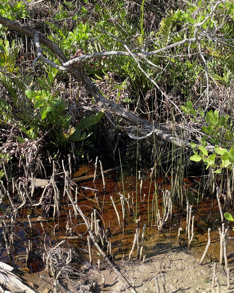 White Mangrove Roots 6-26-25
