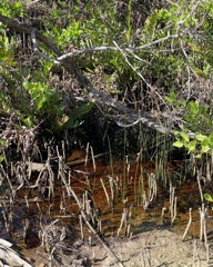 White Mangrove Roots 6-26-25
