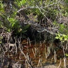 White Mangrove Roots 6-26-25