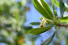 Red Mangrove I 7-17-25