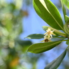 Red Mangrove I 7-17-25
