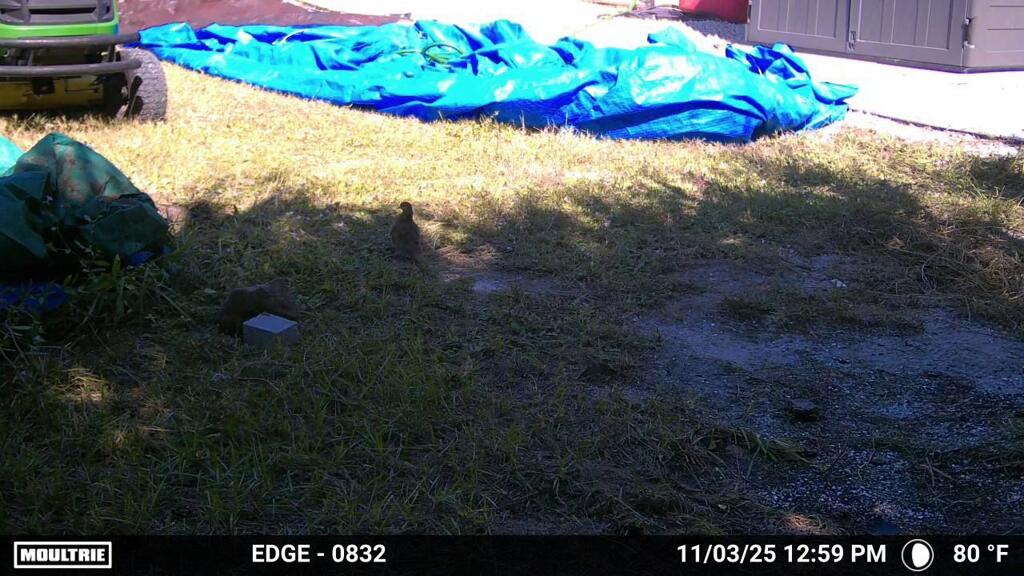 Mourning Dove  11-3-25