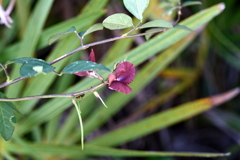 Wild Bushbean  10-8-25