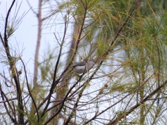 Blue-Gray Gnatcatcher 10-9-23