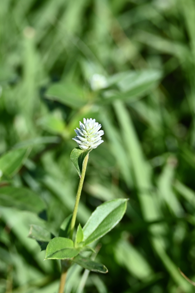 Gomphrena serrata I 7-9-25