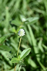 Gomphrena serrata I 7-9-25