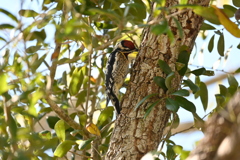 Yellow-bellied Sapsucker I 2-4-25