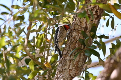 Yellow-bellied Sapsucker III 2-4-25