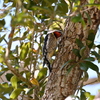 Yellow-bellied Sapsucker III 2-4-25