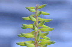 Aloe Vera II 3-11-25