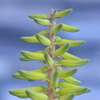 Aloe Vera II 3-11-25