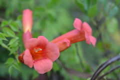 Trumpet Creeper 6-5-25