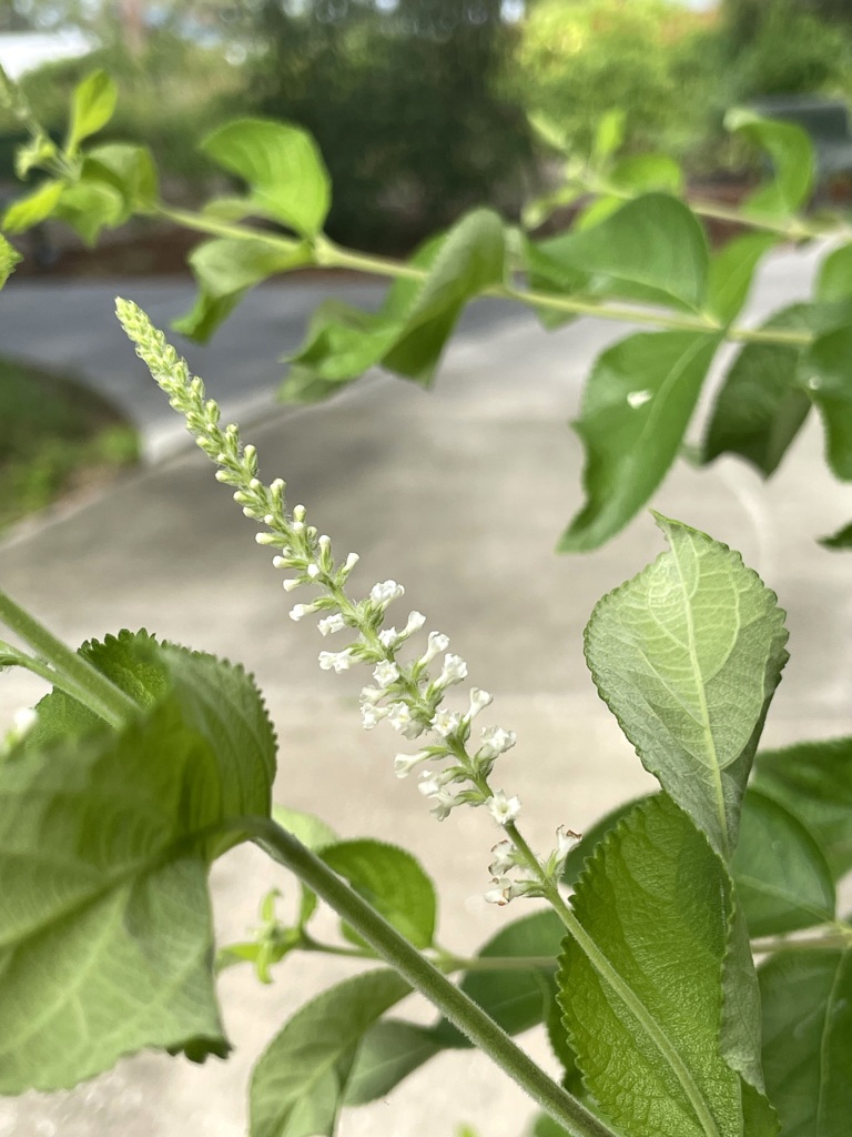 Sweet Almond Bush I 7-25-23