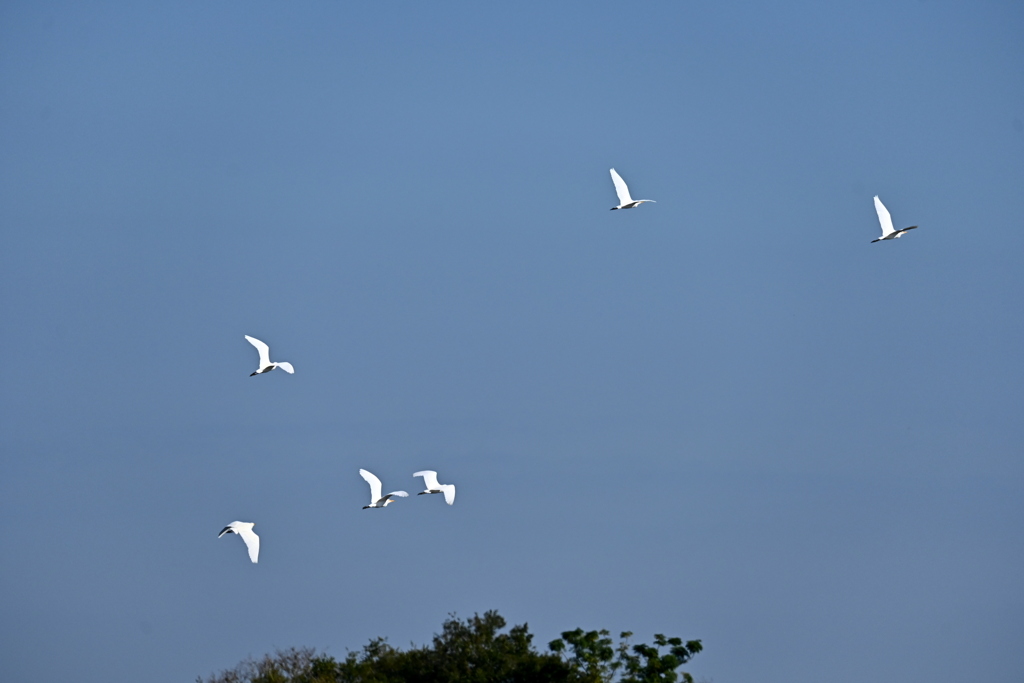The Flock of Great Egrets 11-18-25