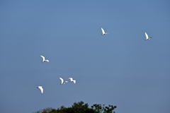 The Flock of Great Egrets 11-18-25