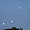 The Flock of Great Egrets 11-18-25