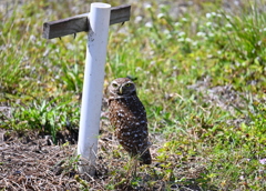 Florida Burrowing Owl at the Nest2