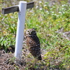 Florida Burrowing Owl at the Nest2