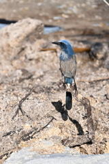 Perching Spot 11-8-24