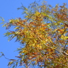 Bald Cypress III 11-29-23