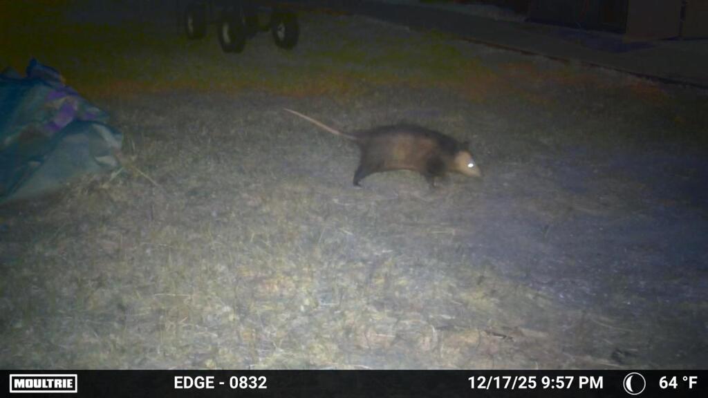 でかいオポッサム　12-17-25