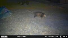 でかいオポッサム　12-17-25