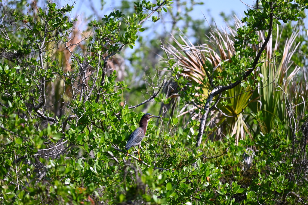 Green Heron in the Manrove Woods 6-26-25