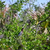 Green Heron in the Manrove Woods 6-26-25