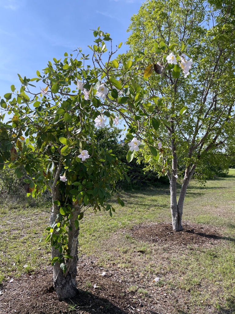 Tabebuia pallida No2 5-11-23