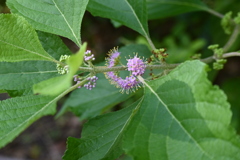 Callicarpa americana I 7-9-25