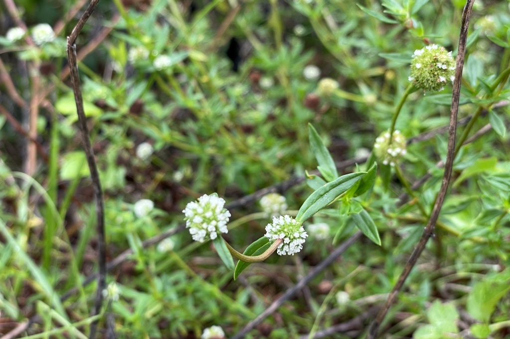 Shrubby False Buttonweed 6-5-25