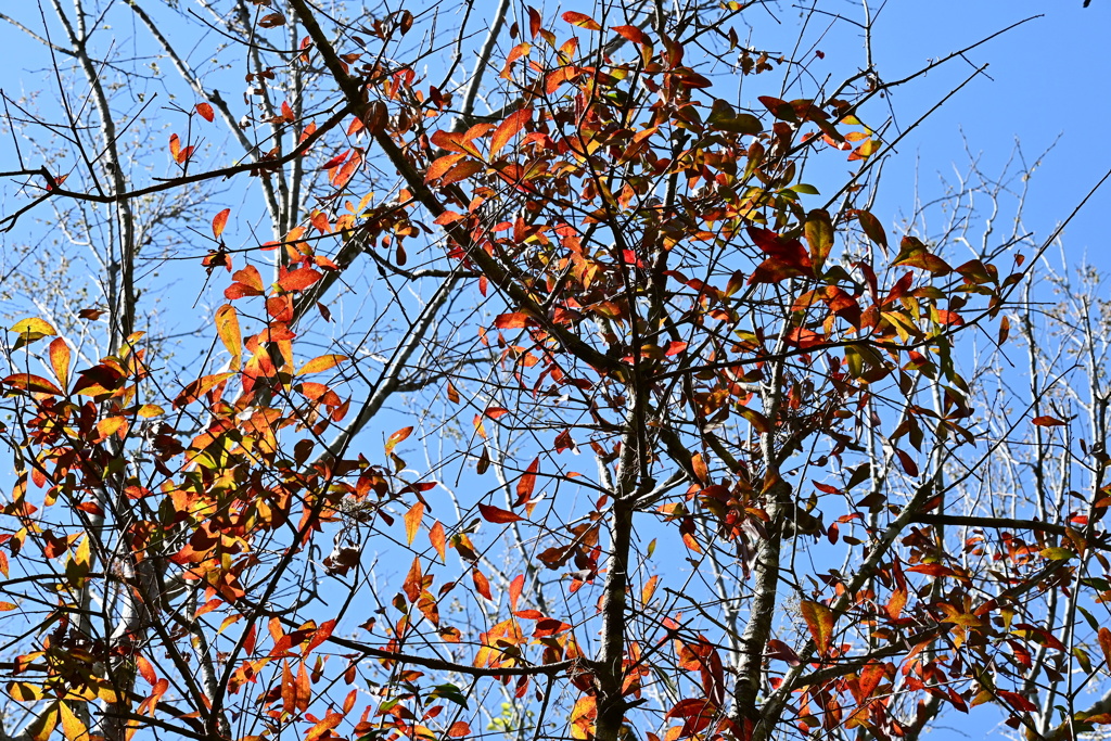 Laurel Oak 2-4-25