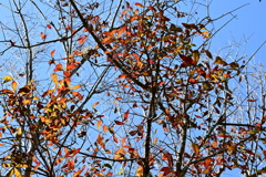 Laurel Oak 2-4-25