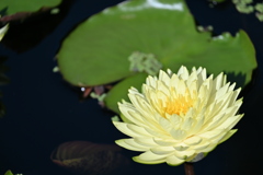 Cream Water Lily I 7-17-25