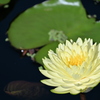 Cream Water Lily I 7-17-25
