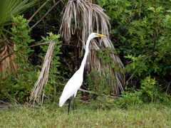 Great Egret IV 10-1-23