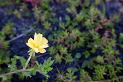 Oenothera laciniata 6-26-25